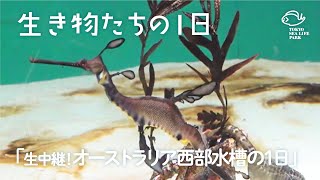 生中継！「オーストラリア西部」水槽の1日