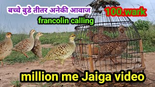 बच्चे बुडे तीतर अने की आवाज | Children, old partridges and many other sounds | francolin calling