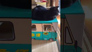 午後のお昼寝はヤマト運輸のダンボールで決まり！ #保護猫 #元野良猫#猫動画