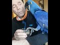 magnificent macaws