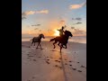 Wild & free horseback riding on a beach in Morocco