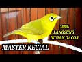 KECIAL KUNING GACOR 100% KECIAL YANG DENGAR LANGSUNG IKUTAN GACOR | MASTER KECIAL