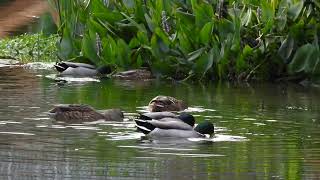 Nikon P950, 4K, Mallard Ducks, Canards colvert, Jardin Botanique, Montréal, 22 June 2022 (2)