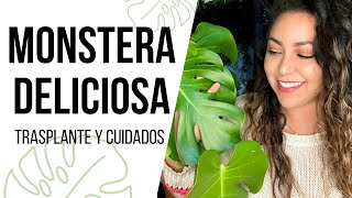 MONSTERA DELICIOSA: Cuidados, trasplante y propagación