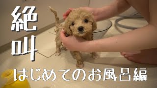 【キュン死】生後２か月の子犬をお風呂攻めにしてみたら～前編～