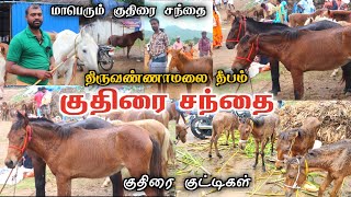 🔥மாபெரும் குதிரை சந்தை⚡️8000 க்கு குட்டி குதிரைகள் |நாட்டு குதிரை சந்தை tiruvannamalai sandhai 2023