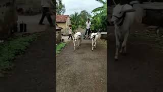 #khillaribull Khillari calf riding unique and passionated cart