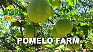 Pomelo Farm