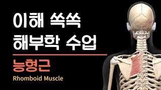 이해 쏙쏙 해부학 수업 - 능형근 Rhomboid muscle