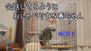 ヨウムの春ちゃん88 話しかけると会話のようなおしゃべりが返ってきたよ