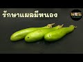 ประโยชน์ของมะเขือยาว eggplant กินผักเป็นยา