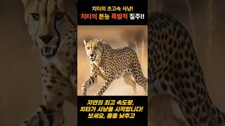 치타의 초고속 사냥! 치타의 본능! 폭발적인 질주!! #shortvideo #shortsfeed #shorts #short #animal #동물 #반려동물 #cheetah #치타