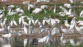 Birds in Cambodia, សត្វកុកច្រើនចុះរកចំណី