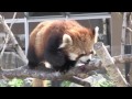 red panda shouted レッサーパンダ　ココの叫び