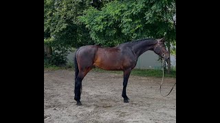 4yo 2020 El Barone **BARGAIN** HUNTER / JUMPER / EQUITATION HORSE