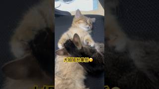 扮嘢貓：細妹幫姐姐做心肺復蘇Miu Miu did CPR to Sister #cat #catlover #貓 #貓咪 #cpr #shorts