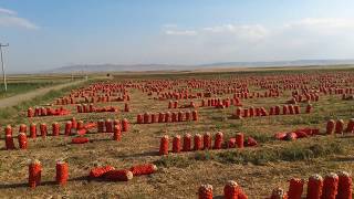 Soğan Tarlası Hasat - Onion Field harvest