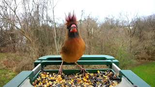 2024-12-29 Female Cardinals