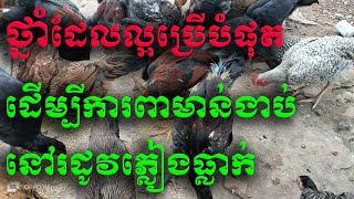 ថ្នាំដែលល្អបំផុតសម្រាប់ការពារមាន់ងាប់នៅរដូវភ្លៀងធ្លាក់