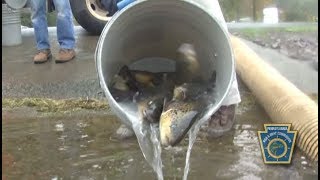 Fall Trout Stocking at Harveys Lake and Harveys Creek