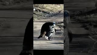 Funny animal 2025 super new !! #shortvideo #funny