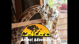 Oliver & Johari Giraffe Cam - Animal Adventure Park