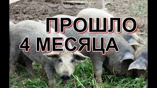 Венгерская мангалица VS Электропастух