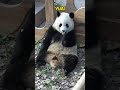 渝爱：我可要快点吃，外公叫我去吹空调了 pandafushun bear funnypanda funny bearpanda 大熊猫 大熊猫 animals panda