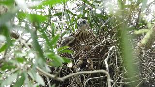 20190807 水萍塭公園鳳頭蒼鷹