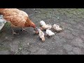 suara ayam sedang makan bersama anaknya