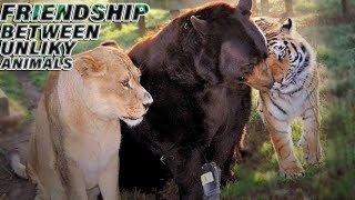 5 Unbelievable Friendship Between Unlikely Animals/ناقابل یقین دوستی