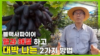 샤인머스켓을 버리고 블랙사파이어를 선택한 이유 (열과 해결 팁 공개)