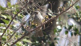 [4K] 野鳥：ヒヨドリ／ＨＴ公園