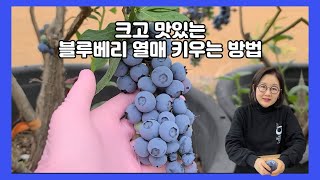 How to Grow Big Delicious Blueberry Fruit