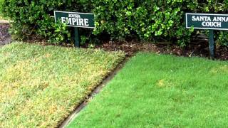 [What Grass Is That] [Empire Zoysia] [Santa Ana Couch] [Wintergreen] [Greenlees Park Couch] [Kikuyu]