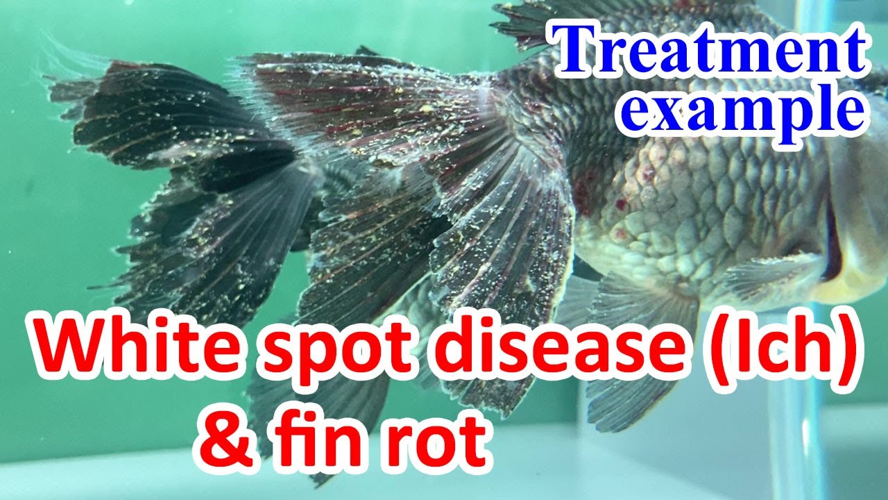 【Fish Disease Treatment Example】White Spot Disease (Ich) And Fin Rot ...