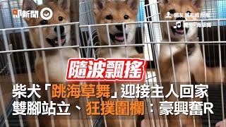 柴犬「跳海草舞」迎接主人回家 雙腳站立、狂撲圍欄:豪興奮R