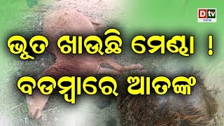 ଭୁତ ଖାଉଛି ମେଣ୍ଢା ବଡମ୍ବା ରେ ଆତଙ୍କ || BHUTA KHAAUCHI MENDHA #dtvodia