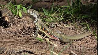 Common Butterfly Lizard, Malaysia. 20180630_150622.m2ts