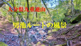 九重連山、晩秋の男池ルート、原生林の風景（ソババッケの紅葉ほか） ♪ Lemon