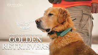 Pheasant Hunting with Golden Retrievers - Wild Upland Season 3, Ep. 7