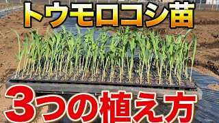 【成功のカギです】良いトウモロコシを育てるためには植え方が大事になってきます