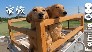 次男くんの帰宅に喜ぶミニチュアダックス犬/La familia contenta al regresar el hijo. Dachshund.