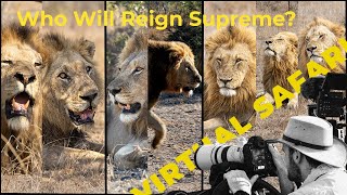 Lion Showdown Brewing: Who Will Reign Over Londolozi? Virtual Safari #242