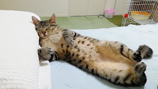 大好きなパパのニオイが染みついた枕で人間のように寝る猫