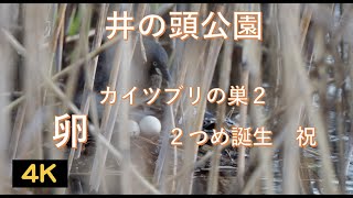 井の頭公園・カイツブリ第２の巣卵２つ・祝