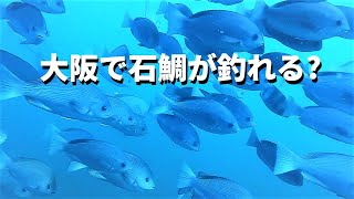 なんと大阪で石鯛が釣れる？すごい魚の海釣り公園！水中映像