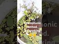 hydrophonic method in guppy tank fish fishtank ytshorts tropicalfish aquarium hydroponics