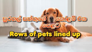 සුරතල් සත්තුගේ කෝළම් එක පෙළට | Rows of pets lined up