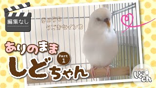 ありのままのしどちゃん【セキセイインコ】